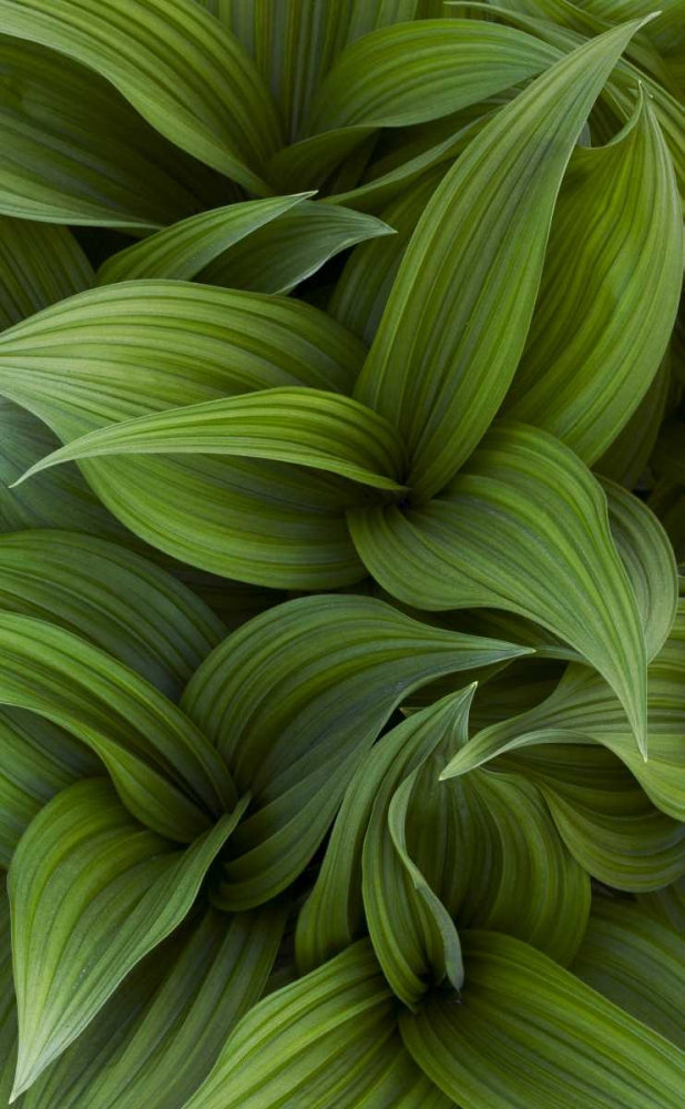 Canada, Quebec, Yamaska NP Green false hellebore